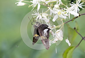 Silver Spotted Skipper Butterfly on wildlflower garden in Georgia USA