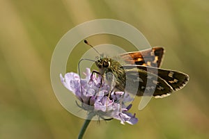 Silver Spotted Skipper Butterfly (Hesperia comma). photo