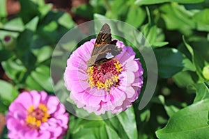 A Silver-Spotted Skipper Butterfly on a Zinnia Flower