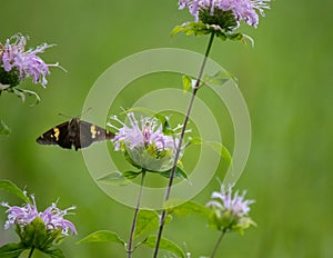 Silver spotted skipper caught in flight while trying to land on purple flower