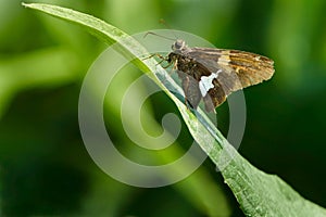 Silver-spotted Skipper - Epargyreus clarus