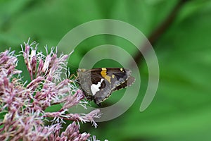 Silver Spotted Skipper Epargyreus clarus