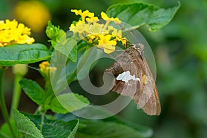 Silver-spotted Skipper - Epargyreus clarus