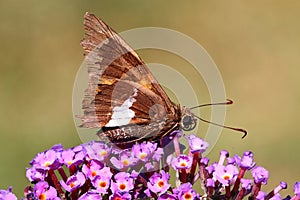 Silver-spotted Skipper (Epargyreus clarus)