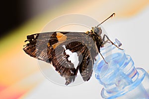 Silver-spotted skipper (Epargyreus clarus)