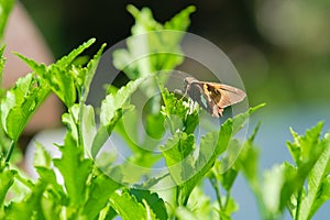 Silver-spotted skipper (Epargyreus clarus)