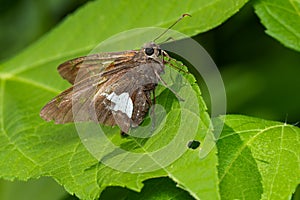 Silver-spotted Skipper - Epargyreus clarus