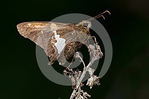 Silver-spotted Skipper - Epargyreus clarus