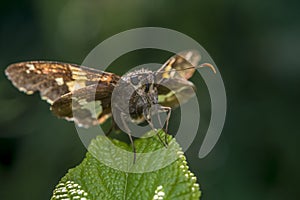 Silver-spotted Skipper,Epargyreus clarus