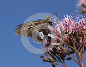 Silver-spotted Skipper (Epargyreus clarus) butterfly