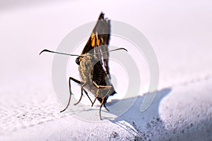 Silver-spotted skipper (Epargyreus clarus)