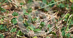 Silver-spotted skipper (Epargyreus clarus) butterfly resting on a Trifolium repens flower