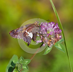Silver Spotted Skipper