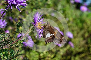 Silver-spotted skipper feeding on New England Aster