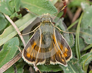 Silver-spotted skipper (Hesperia comma) from above photo