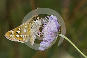 Silver-spotted skipper (Hesperia comma) nectaring on scabious photo