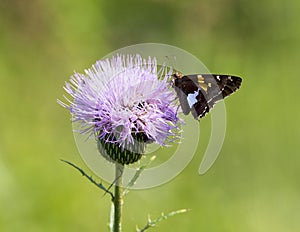 Silver-spotted Skipper on a Milk Thistle