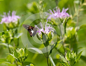 Silver spotted skipper posing beautifully on purple flower in a meadow