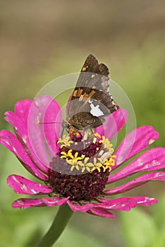 Silver Spotted Skipper on Zinnia