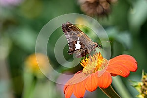 Silver-spotted skippers feeding on Tithonia flower.