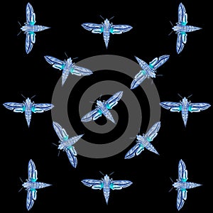 Silver-striped hawk-moth. Background