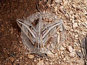 Silver-striped hawk-moth Hippotion celerio, crawling on the ground spreading its wings. Use of camouflage by insects in their na