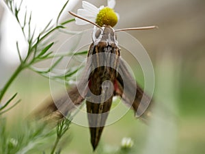 Silver-striped hawk-moth Hippotion celerio, sits on a chamomile flower and waves its wings. Large butterflies in their natural