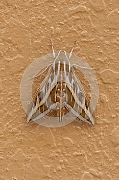 A Silver Striped Hawk Moth or Vine Hawk Moth, rests on a wall Hippotion celerio.