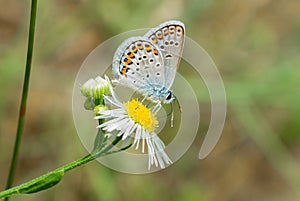 Silver-studded Blue butterfly