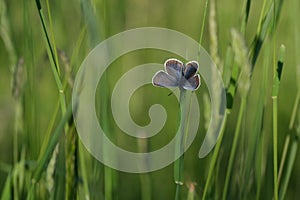 Silver studded blue butterfly with open wings resting on a plant photo