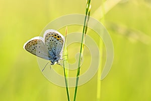 Silver-studded Blue butterfly - Plebejus argus