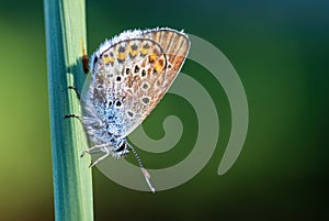 Silver-studded Blue butterfly - Plebejus argus