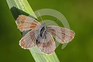 Silver-studded Blue butterfly - Plebejus argus