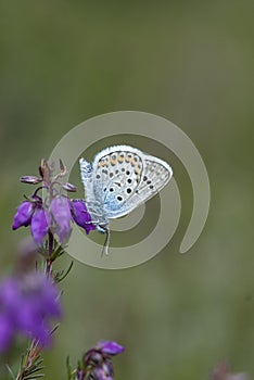 Silver-studded blue butterfly, plebejus argus