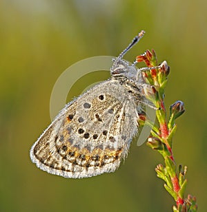 Silver studded blue butterfly