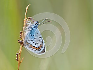 Silver Studded Blue Butterfly in symbiosis with red ant