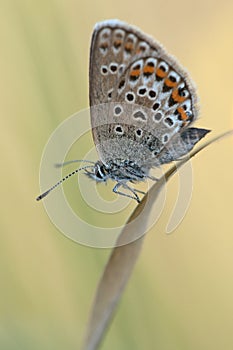 Silver-studded blue / GeiÃÅ¸klee-BlÃÂ¤uling / Plebejus argus
