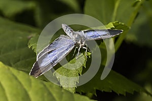 Silver-studded blue (Plebeius argus)