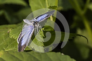 Silver-studded blue (Plebeius argus)