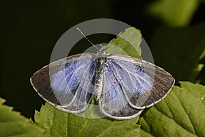 Silver-studded blue (Plebeius argus)