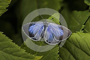 Silver-studded blue (Plebeius argus)