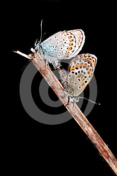 Silver-studded blue (Plebejus argus)