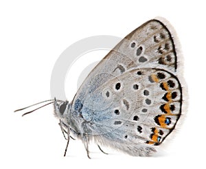 Silver-studded Blue, Plebejus argus