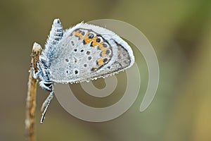 Silver-studded blue & x28;Plebejus argus& x29;