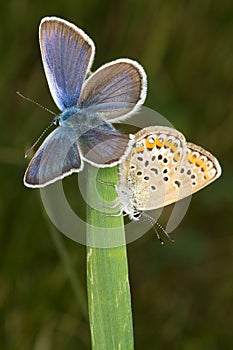 Modrý ( ) motýl 