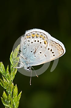 Silver-studded Blue ( Plebejus argus ) butterfly