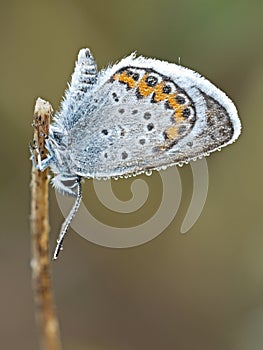 Silver-studded blue & x28;Plebejus argus& x29; male butterfly