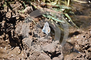The Silver-studded Blue & x28;Plebejus argus& x29; butterfly