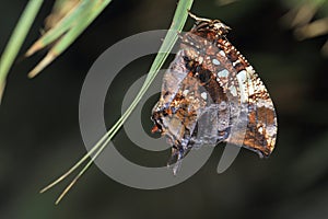 Silver-studded leafwing butterfly