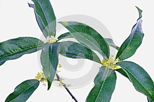 Silver sweet-scented osmanthus